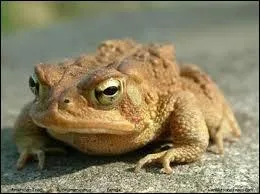 We meet Trevor in Harry Potter .