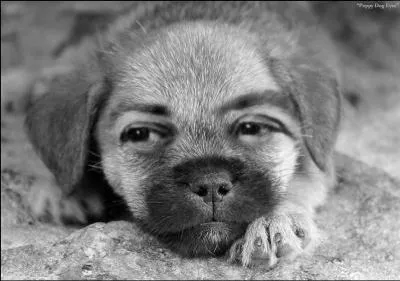 Who is this evil dog?