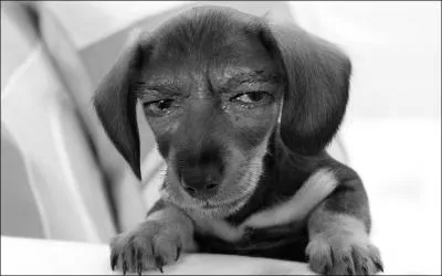 Who is this evil dog?