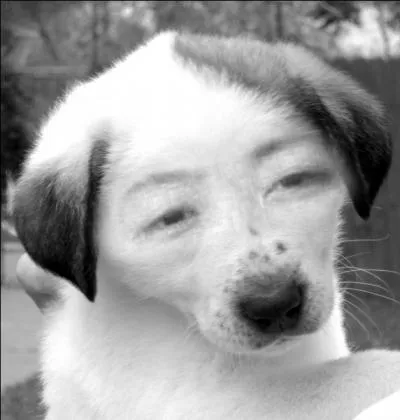 Who is this evil dog?