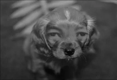 Who is this evil dog?