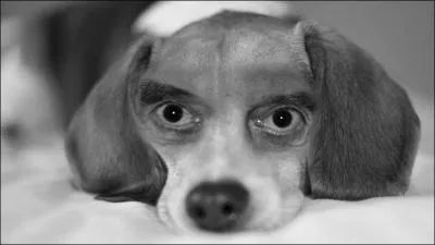 Who is this evil dog?