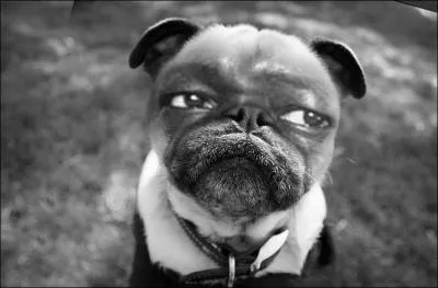 Who is this evil dog?