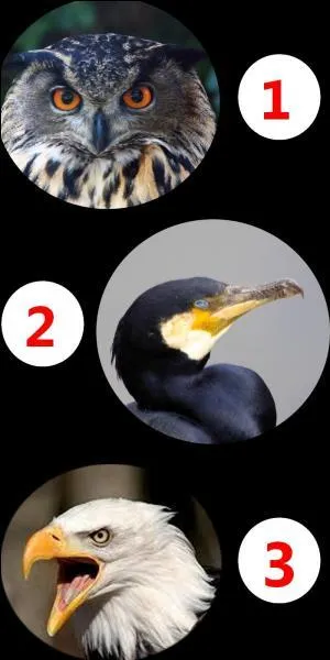 Which of these birds is not a member of the raptor family?