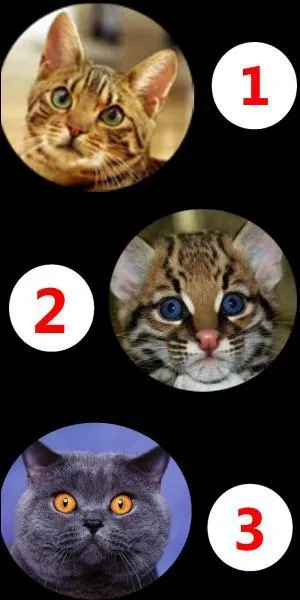 Of these three mammals, which one is a wildcat?