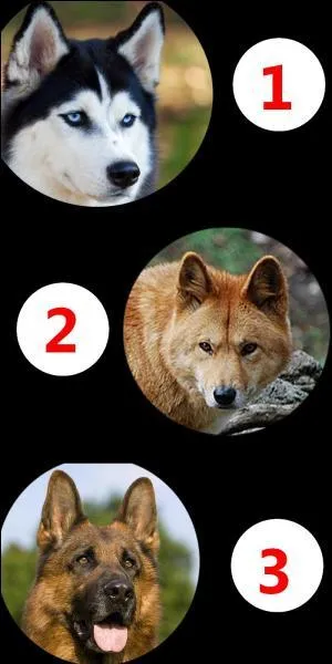 Of these three mammals, which one is a wild dog?