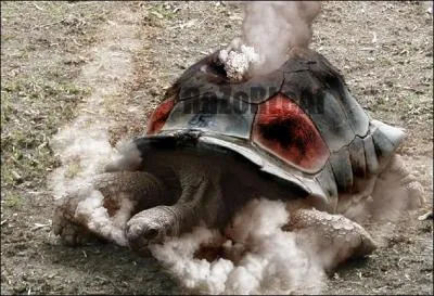 Which Pokemon is this turtle a big fan of?