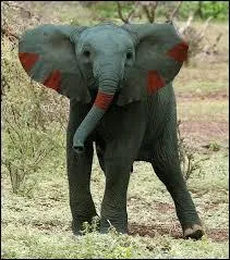 Which Pokemon is it?