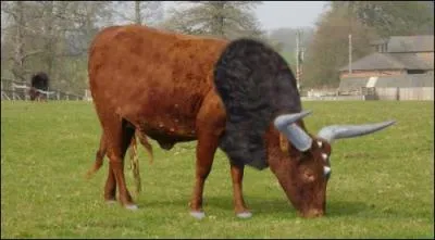 What is this Pokemon?