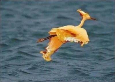 What's the name of this Pokemon?