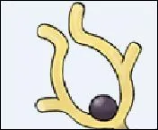 Which Pokemon does this antler belong to?