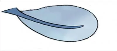 What is the name of the Pokemon with this tail?