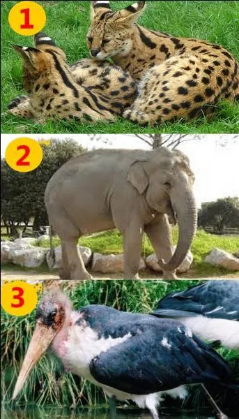 Look closely at the picture and tell me which of these three animals does not live on the African continent?
