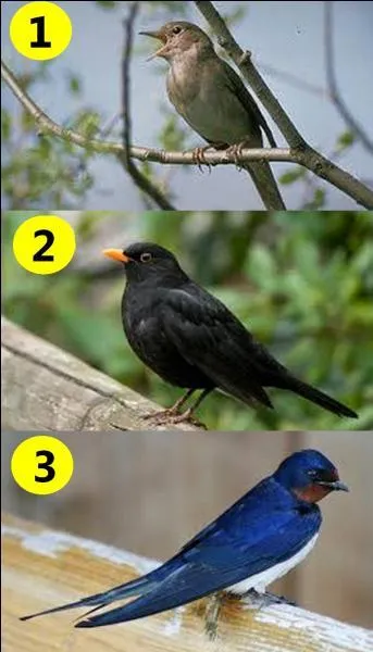 Which bird did Georgette Plana sing ?