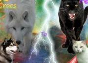 Quiz Canidés ou félins ?