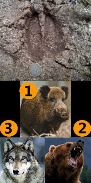 Which of these three animals left this footprint?
