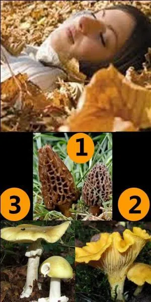 Which of these mushrooms killed the woman?