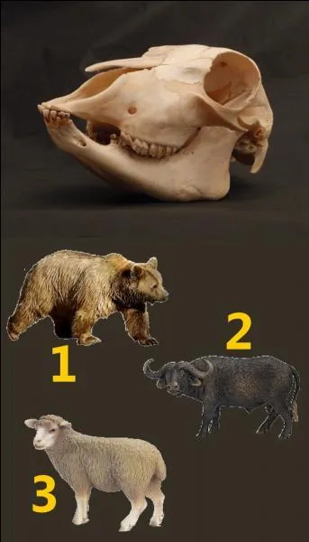 Which animal does this skull belong to?