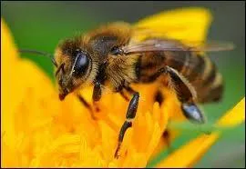 Which of following represents a "bee"?