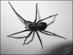 What is the French word for a "spider"?