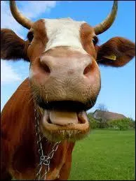 The French do not have a "cow", they have...