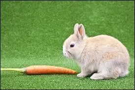 What is a "rabbit" for anglophones, is a ............ for francophones.