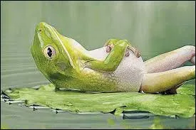 Which animal croaks in France?