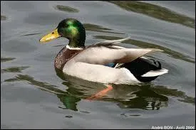 What is the name of the duck in the photo?