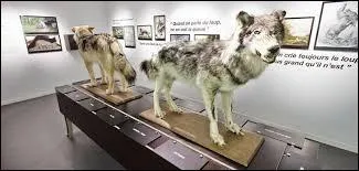 In which French region will you find the Musee du loup?