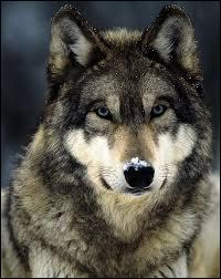 How do you translate wolf into English?