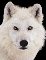 What does Etre connu comme le loup blanc mean?