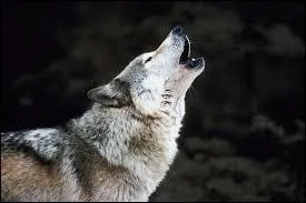 Which mammal family does the wolf belong to?