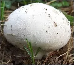 Using the photo as a guide, find the name of this mushroom.