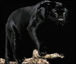 What is the name of the panther in the Dulux Valentine ads?