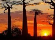 Quiz À la découverte de Madagascar
