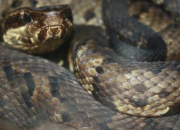 Quiz Native Snakes