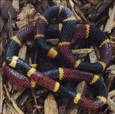 What kind of snake is this?