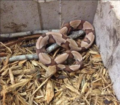 What kind of snake is this?