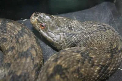 What kind of snake is this?