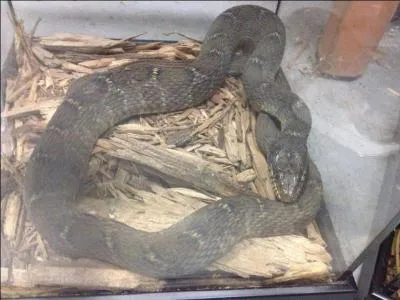 What kind of snake is this?