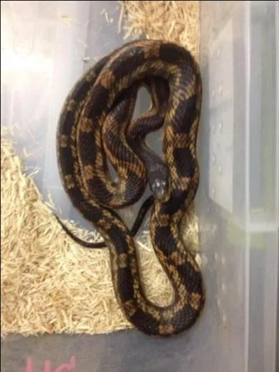 What kind of snake is this?