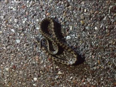 What kind of snake is this?