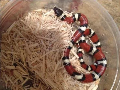 What kind of snake is this?
