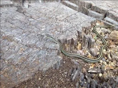 What kind of snake is this?