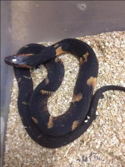 What kind of snake is this?