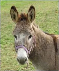 In what year was Victor Hugo's poem L'Ane published?