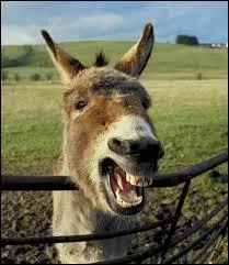 What does the expression Faute d'un point, Martin perdit son ane mean?