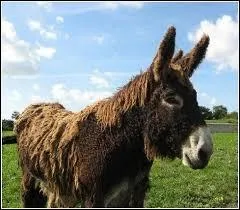 What do you call a breeding male donkey?