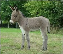 Who performed Le Petit Ane gris in the 60s?