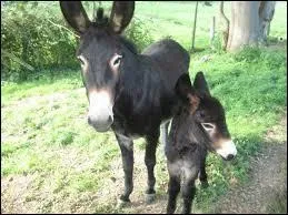 What's special about the 1911 film Bebe et son ane?